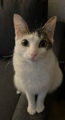 Photo de Moustache