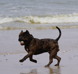 Lycan