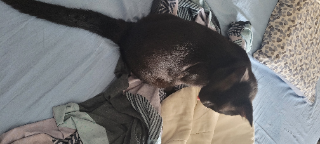 Miaous