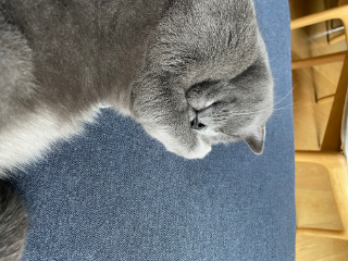Catou