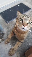 Photo de Tigrou