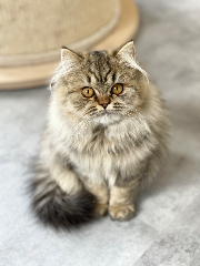 Photo de UROKO