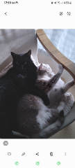 Photo de Reglisse