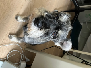 Pimienta