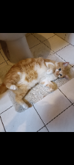 Xena