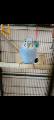 Pepito