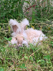 Fluffy