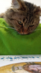 Photo de COOKIE