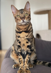 Photo de SIMBA