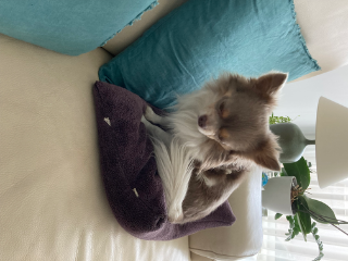 Photo de Puppy