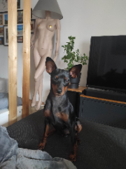Ulysse