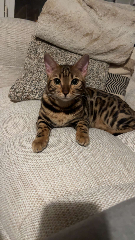 Cayenne