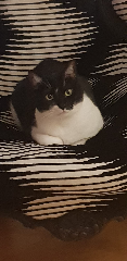 Django