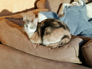 Lily