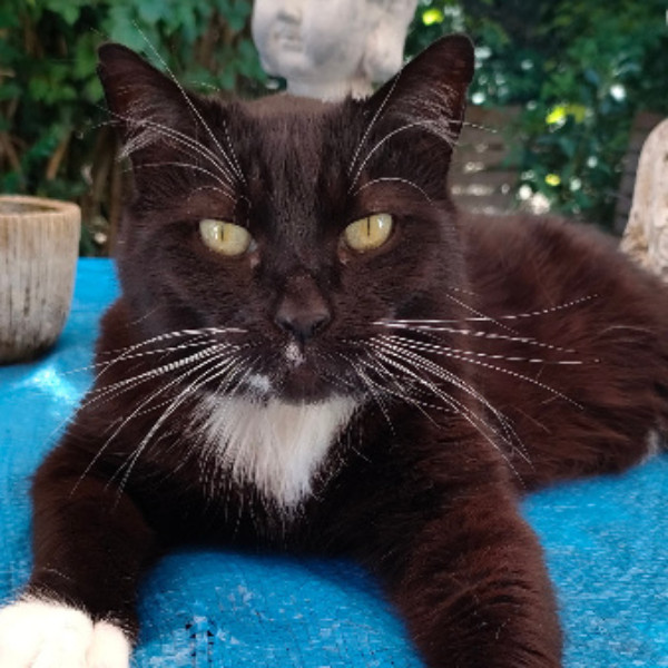 Photo de Merlin