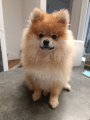 Pupsy