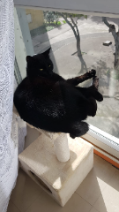 Pepito