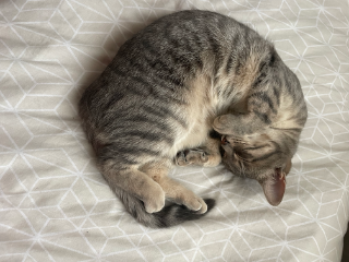 Nala