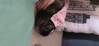 Photo de Toto