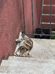 Photo de nala