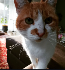 Photo de Chachat
