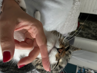 Suki