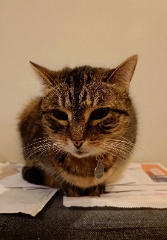 Photo de Neko