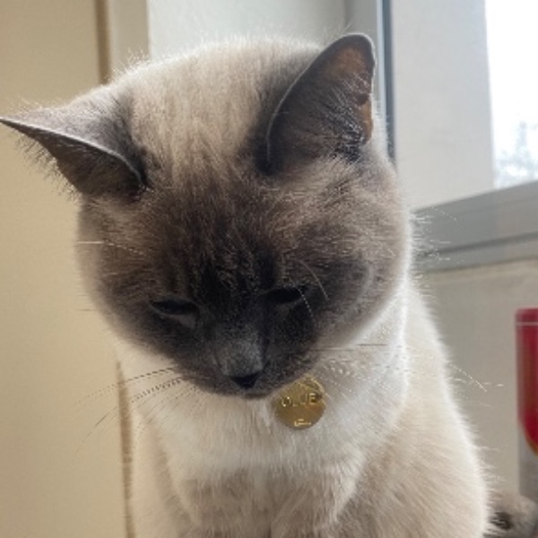 Photo de Ollie