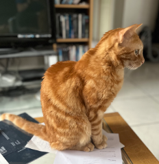 Photo de Simba
