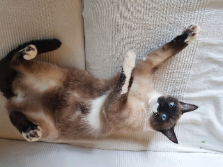 Photo de Vanda