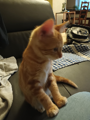 Simba