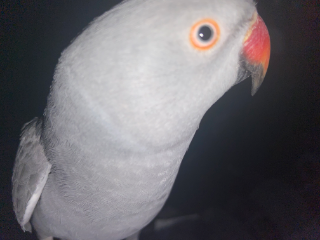 Jynx