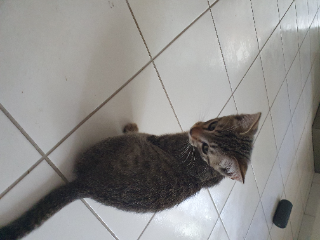 Filou