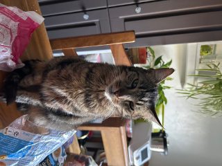 Mowgli