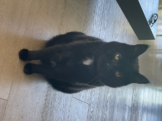 Photo de Mushu
