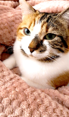 Photo de Cannelle