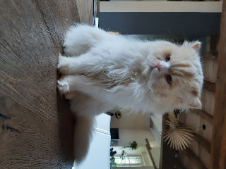 Theodite