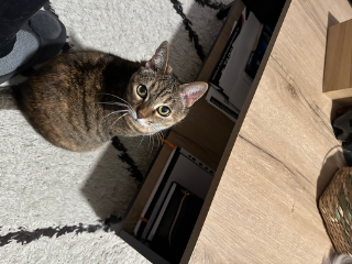 Photo de Tartine