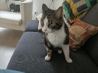 Nala