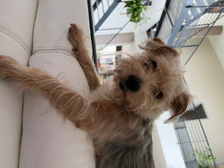Photo de Chewie