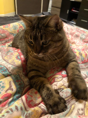 Photo de Nala