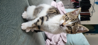 Nala