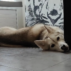 Photo de Orka