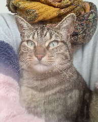 Photo de Ziggy
