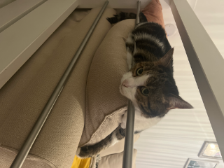 Boubou