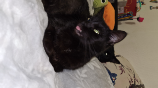 Pepita
