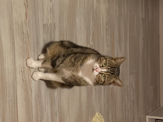 Milo