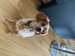 Photo de Duke