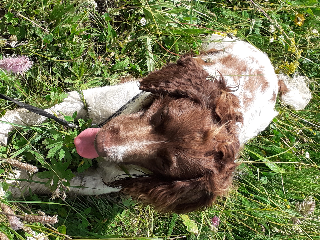 Mocca