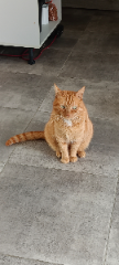Photo de Luna